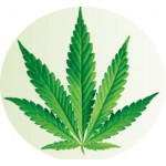 Bioaktív Kendermagolaj