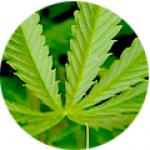 Hajserkentő program