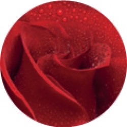Dr Organic Bio Damaszkuszi rózsa